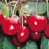 Cherries